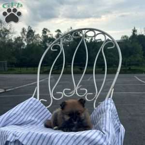 Edward, Pomeranian Puppy